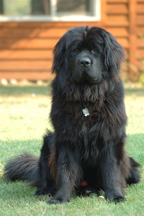 Fast forward to the 1960s, and picture Bobby Kennedy enjoying some quiet time with his beloved Newfoundland, Brumis, and the diverse appeal of the breed is clear. The breed has gained considerable ...